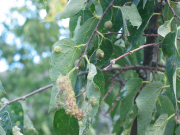 netleaf hackberry (Celtis reticulata)
